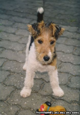 Foxterrier Drahthaar Rocky mit 12 Wochen