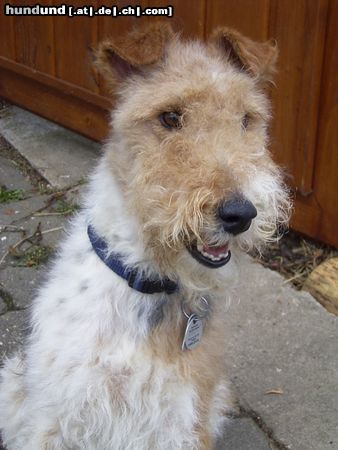 Foxterrier Drahthaar Nach dem Trimmen im März 2004