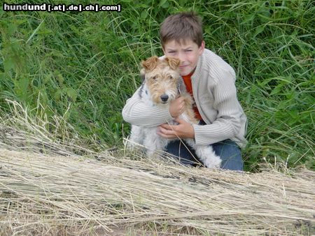 Foxterrier Drahthaar Die besten Freunde