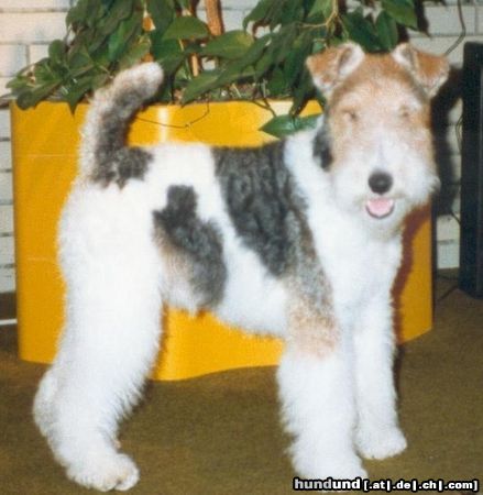 Foxterrier Drahthaar