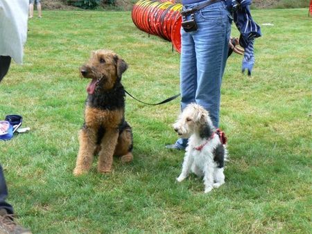 Foxterrier Drahthaar Eine Airedale  Terrier und Drahthaar Foxterrier zusammen !