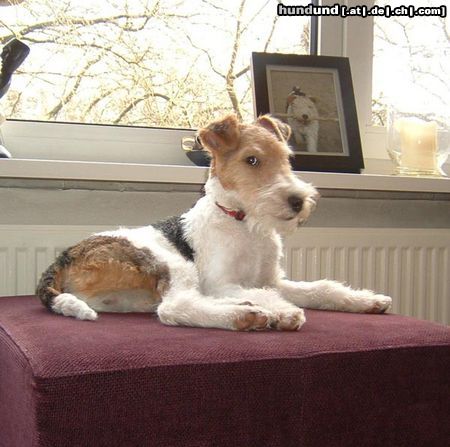 Foxterrier Drahthaar schon ist es auf diese welt zu sein