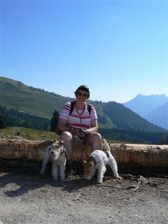 Foxterrier Drahthaar zusammen in den schonen alpen !