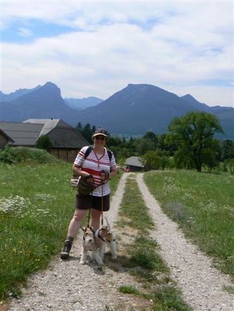 Foxterrier Drahthaar in den schonen alpen hinein  !