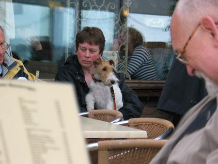 Foxterrier Drahthaar wir beiden zusammen !