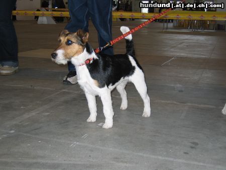 Foxterrier Drahthaar Ein Foxi auf der CACIB Berlin! 