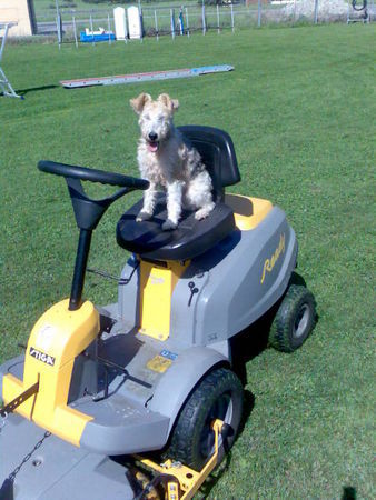 Foxterrier Drahthaar Parkwart Daisy