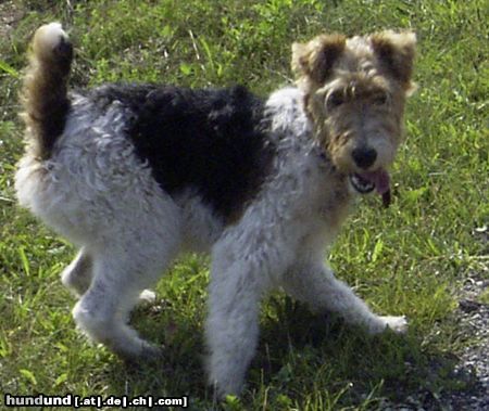 Foxterrier Drahthaar Rocky im Sommer 2003