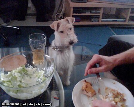 Foxterrier Drahthaar ich fresse für mein leben gern