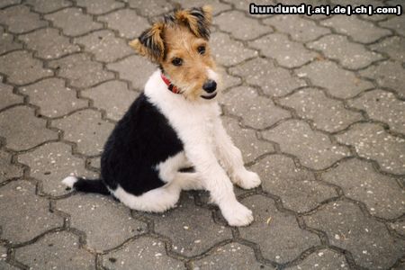 Foxterrier Drahthaar Klein... aber schon rotzfrech