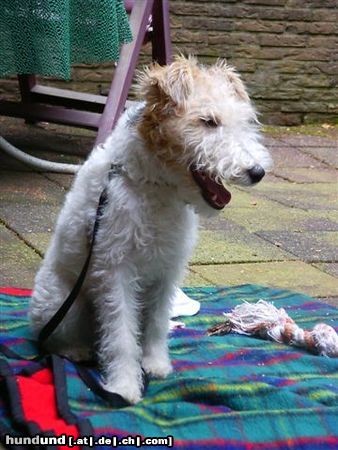 Foxterrier Drahthaar Ich darf nicht in den walt hinein !