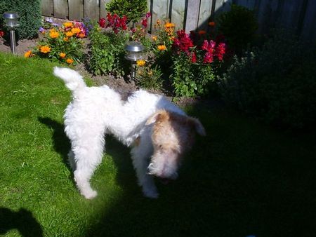 Foxterrier Drahthaar In diese schone garten bin ich sehr gerne.