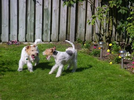 Foxterrier Drahthaar Bruder uns Schwester Foxterrier.