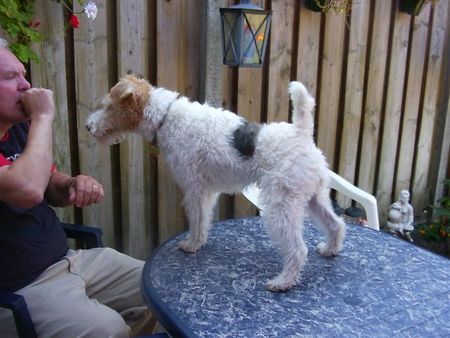 Foxterrier Drahthaar wir beiden haben uns sehr gerne.