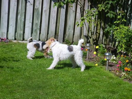 Foxterrier Drahthaar Mutter uns Sohn !