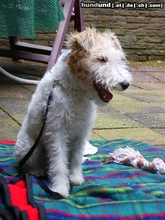 Foxterrier Drahthaar Ich darf nicht in den walt hinein !