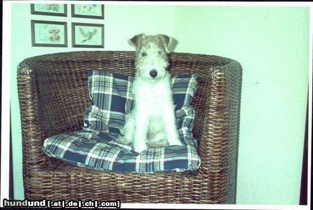 Foxterrier Drahthaar Mein eigene stuhl daB ist schon