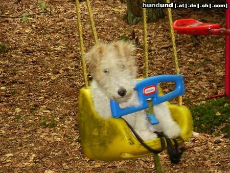 Foxterrier Drahthaar Das finde ich das schonste was es gibt !