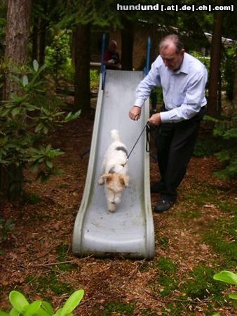 Foxterrier Drahthaar Das isch sehr schon wir beiden zusammen