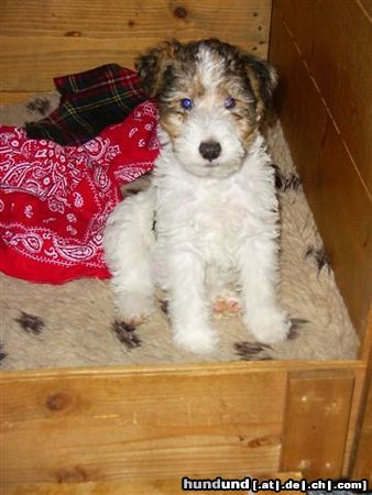 Foxterrier Drahthaar Ich kan alles so gut  anschauwen und warten  bis ich was bekomme !