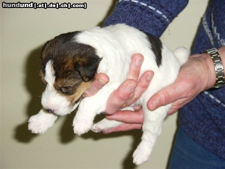 Foxterrier Drahthaar ich bin ganz klein und lieb !