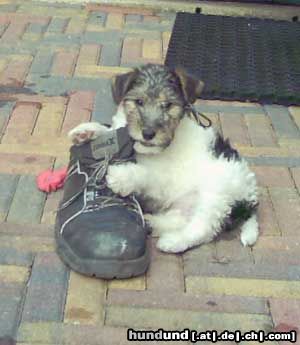 Foxterrier Drahthaar Das finde ich das schonste um hier mit zu spielen