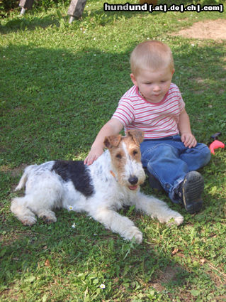 Foxterrier Drahthaar Zoe mit Sebastian