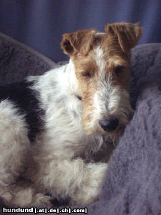 Foxterrier Drahthaar Zoe beim Louging