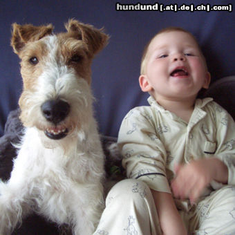 Foxterrier Drahthaar Happy hour - Zoe & Sebastian