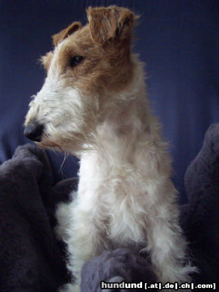 Foxterrier Drahthaar Ein echter Foxl - Zoe v. Schloß Eidendorf