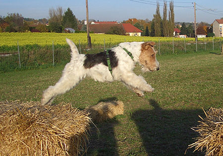 Foxterrier Drahthaar Zoe beim wegemutigen Todensprung