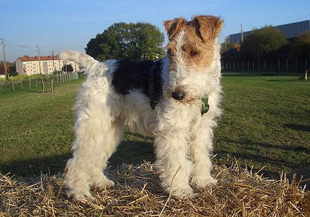 Foxterrier Drahthaar Zoe die Musterschülerin in der Hundeschule