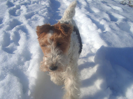 Foxterrier Drahthaar Zoe im Schnee - Juheeeeee!