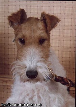 Foxterrier Drahthaar Der schone  Daisy