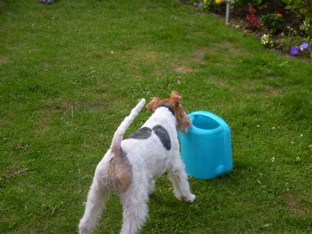 Foxterrier Drahthaar auf eine andere manier wasser trinken ! Daisy .