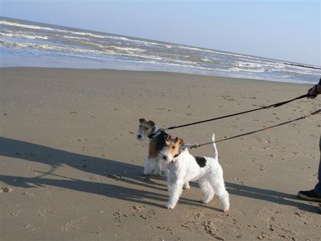 Foxterrier Drahthaar Wir zwei an das sehr Grobe Meer ! Timmie und Daisy !