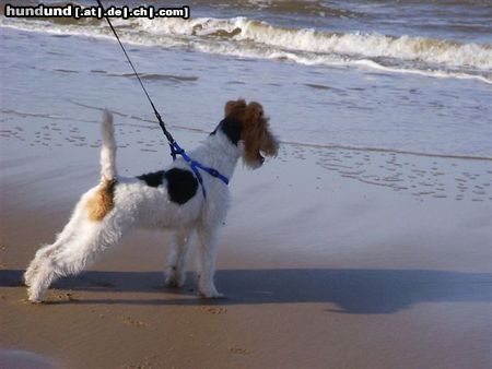 Foxterrier Drahthaar Ich bin zum erste mal  am zo fiel wasser !