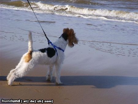 Foxterrier Drahthaar Daisy  an das meer 