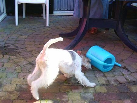 Foxterrier Drahthaar Das macht SpaB !