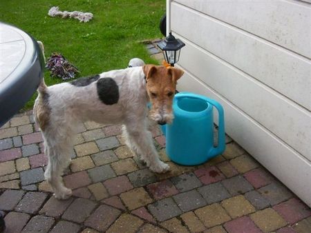 Foxterrier Drahthaar Daisy der kleine drahthaar foxterrier !