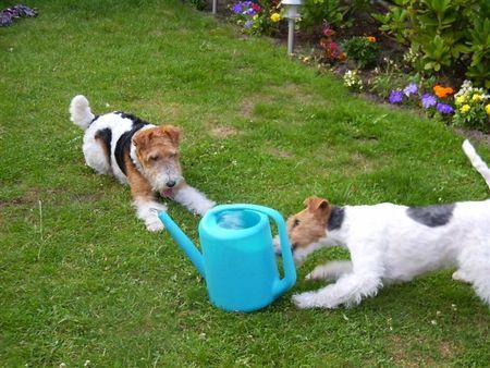 Foxterrier Drahthaar Das ist das schonste was es gibt mit wasser spielen !