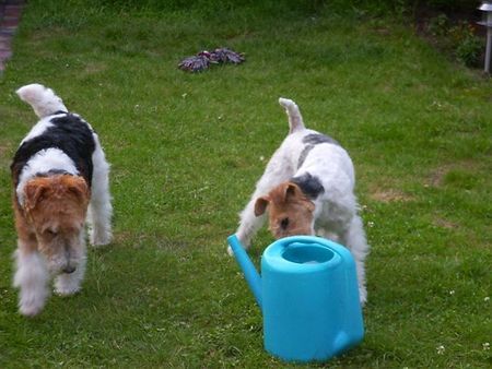 Foxterrier Drahthaar Ich liebe es um immer um zu plaudern mit meine Mutter Timmie !