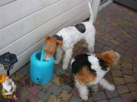 Foxterrier Drahthaar auf eine andere manier wasser trinken ! Daisy .