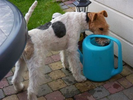 Foxterrier Drahthaar Das ist das schonste was es gibt mit wasser spielen !