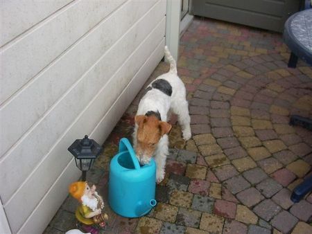 Foxterrier Drahthaar Das ist eine herliche abkuhlung mit das heiBe Wetter !