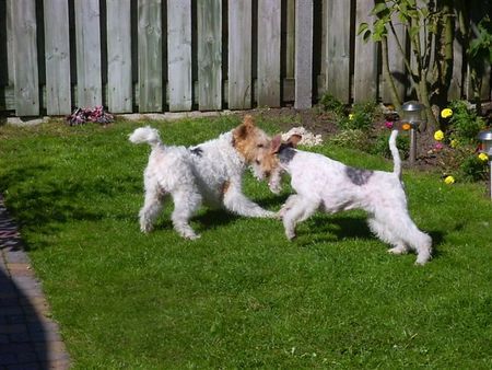 Foxterrier Drahthaar Bruder uns Schwester Foxterrier.