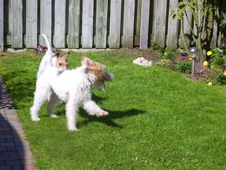 Foxterrier Drahthaar Zusammen spielen 