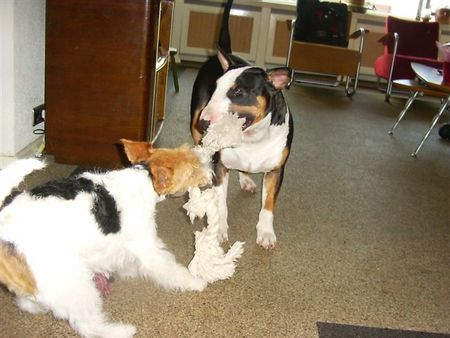 Foxterrier Drahthaar Zusammen spielen mit einander