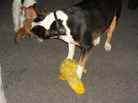 Foxterrier Drahthaar zusammen spielen 