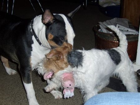 Foxterrier Drahthaar Zusammen spielen das tun wir sehr gerne